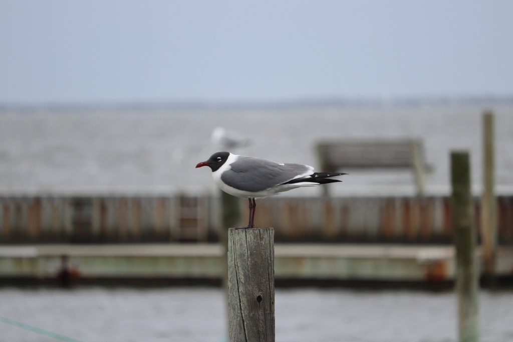 Seagulls are cool, actually.